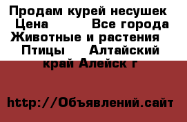 Продам курей несушек › Цена ­ 350 - Все города Животные и растения » Птицы   . Алтайский край,Алейск г.